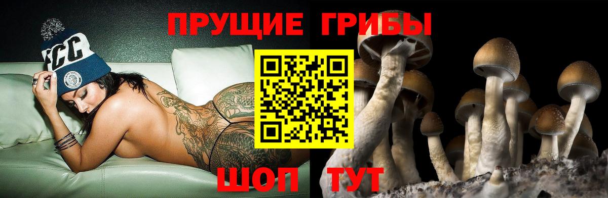 Галлюциногенные грибы Psilocybine cubensis  Вход с VPN  Сызрань  Галлюциногенные грибы мицелий 